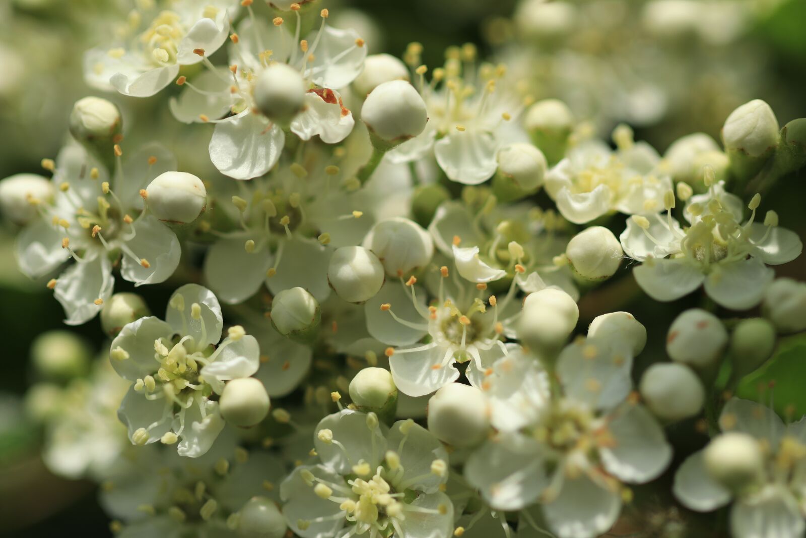 Canon EF 100mm F2.8L Macro IS USM sample photo. Pyracantha, evergreen, bush photography