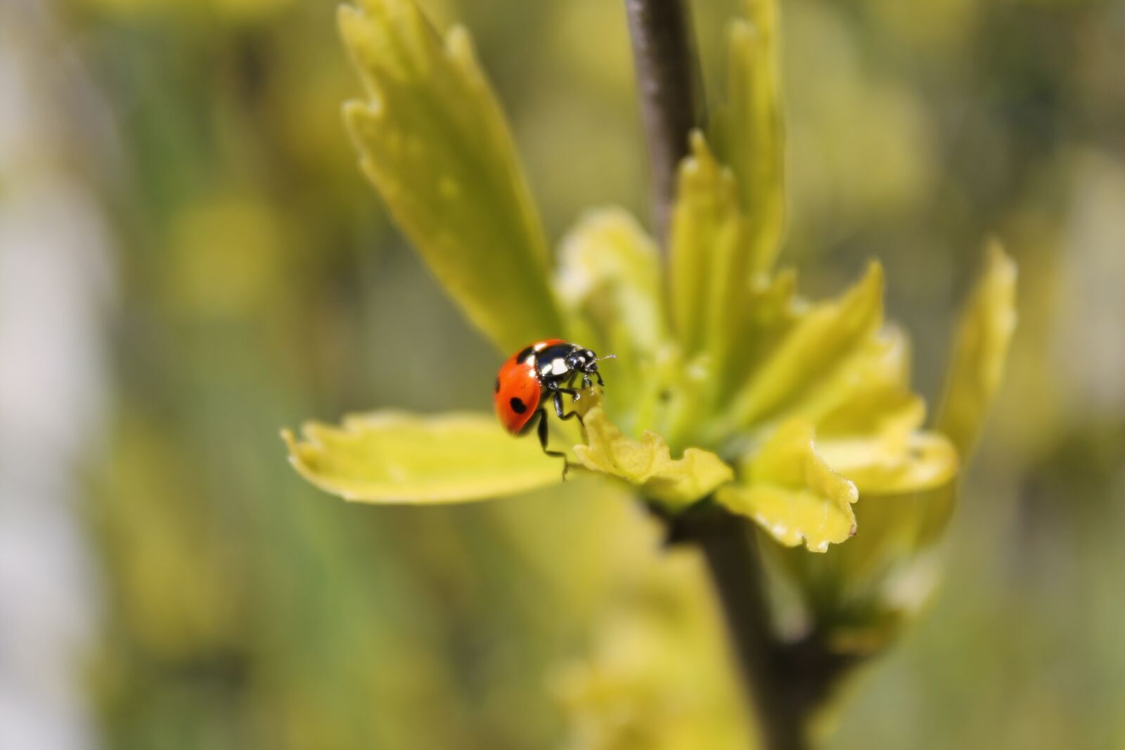 Canon EF-S 18-55mm F3.5-5.6 III sample photo. Ladybug, garden, insect photography