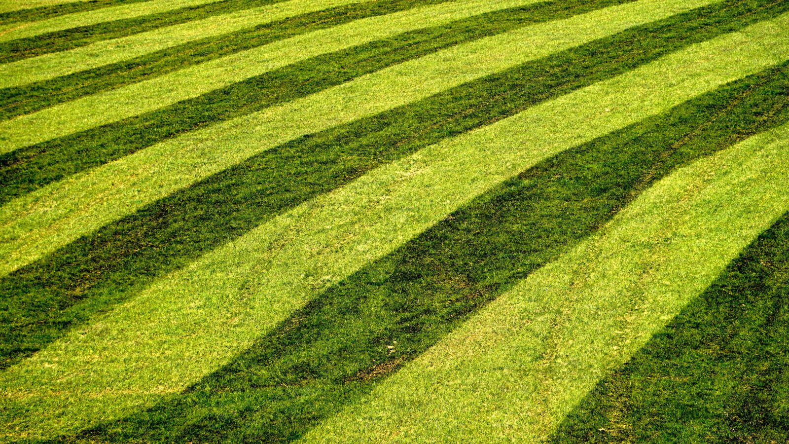 Sony E 55-210mm F4.5-6.3 OSS sample photo. Landscape, meadow, striped photography