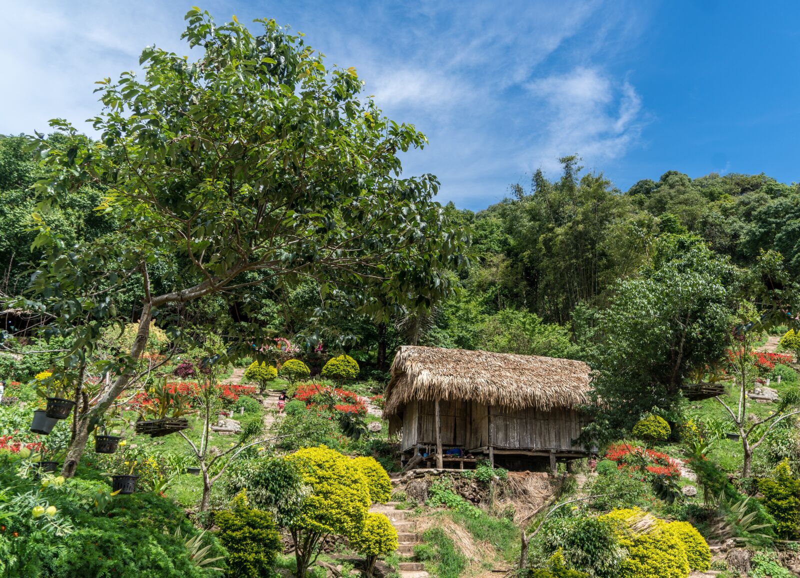 Sony a7R II + Sony FE 24-240mm F3.5-6.3 OSS sample photo. Chiang mai, thailand, grass photography