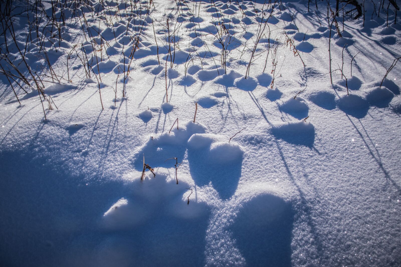 Nikon D5300 sample photo. Snow, frost, winter photography