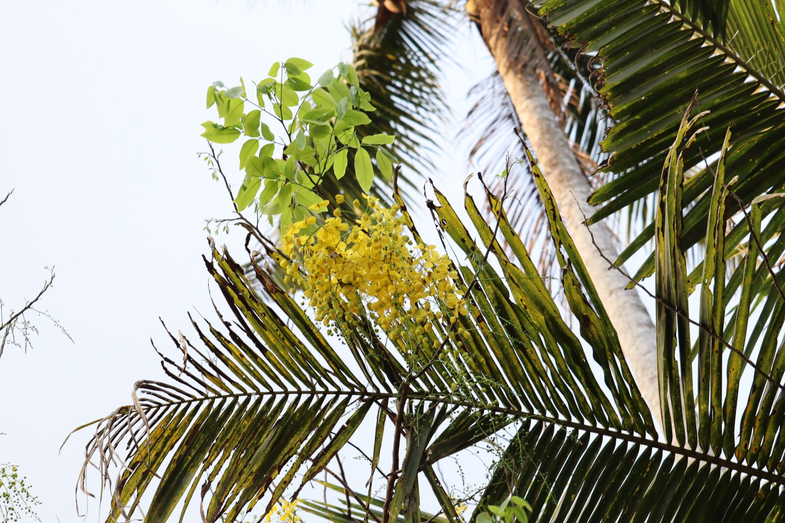 Canon EOS 250D (EOS Rebel SL3 / EOS Kiss X10 / EOS 200D II) sample photo. Kanikonna, kerala, flower photography