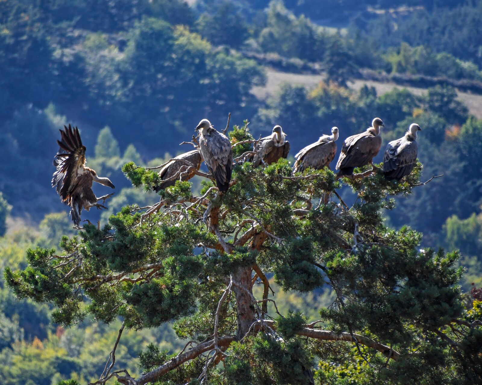 Nikon D500 sample photo. Vulture, tree, raptor photography