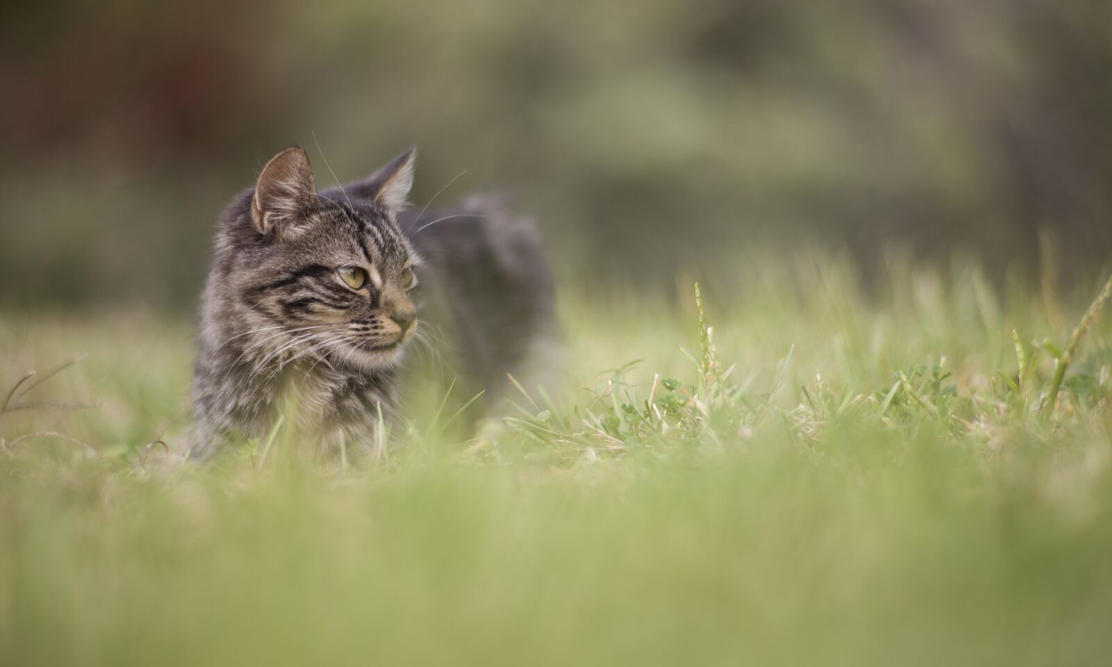 ZEISS Planar T* 85mm F1.4 sample photo. Cat, grass, animal photography
