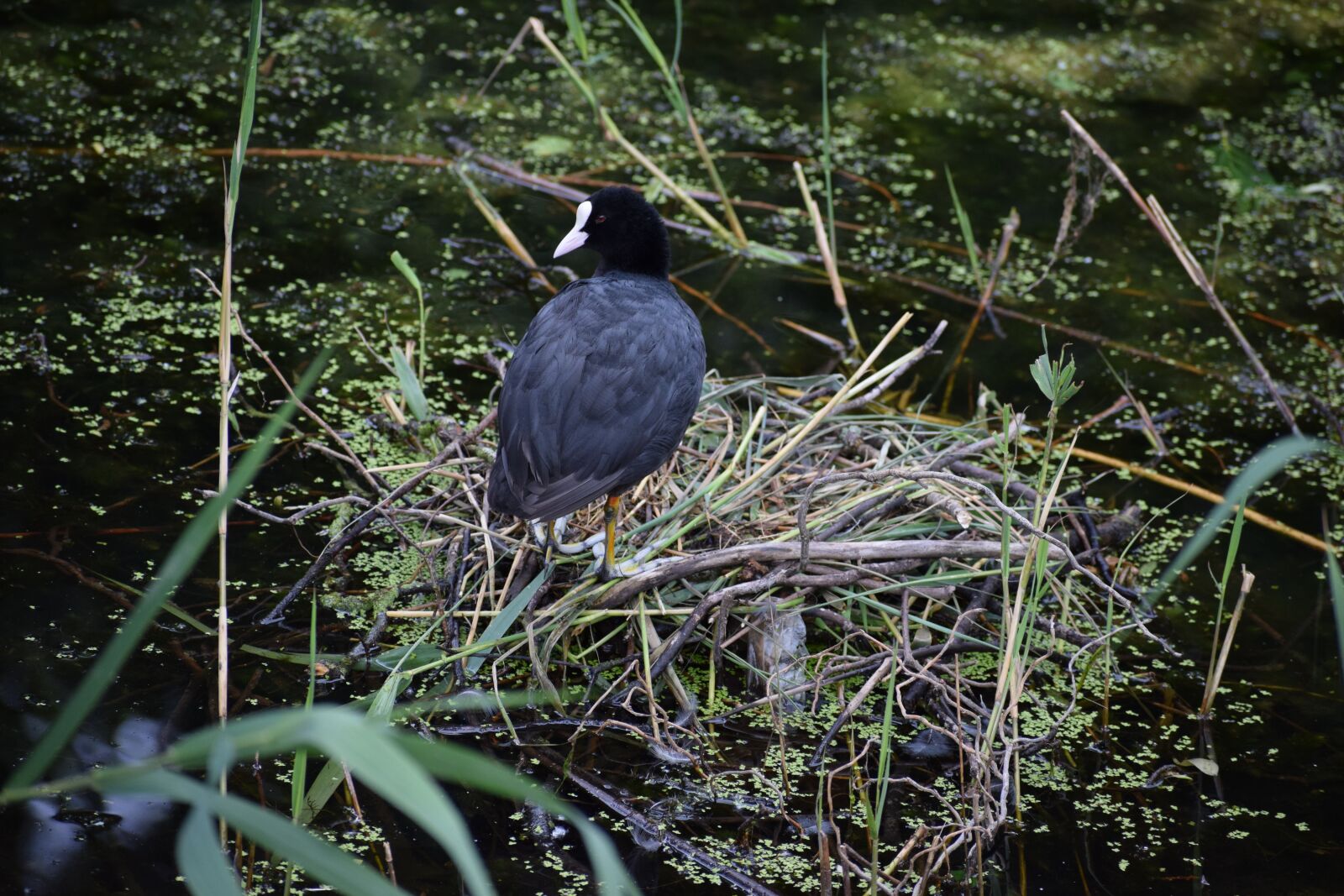 Nikon D5300 sample photo. Waterfowl, bird, nest photography