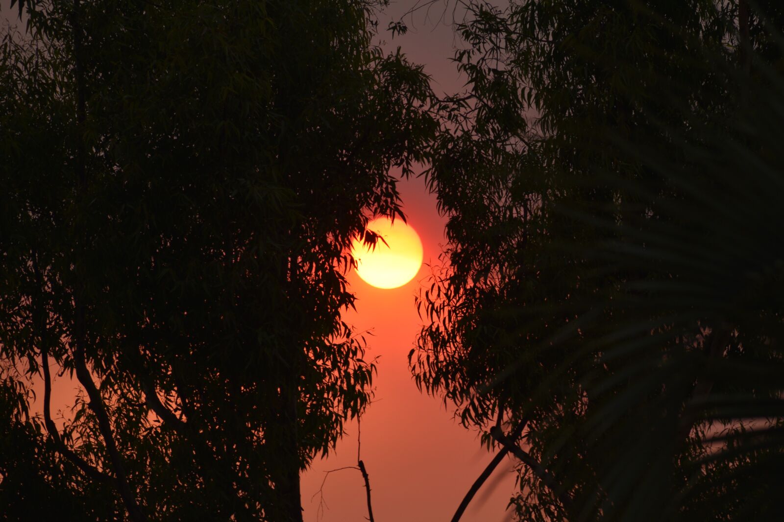 Nikon D3500 sample photo. Sun, heat wave, summer photography