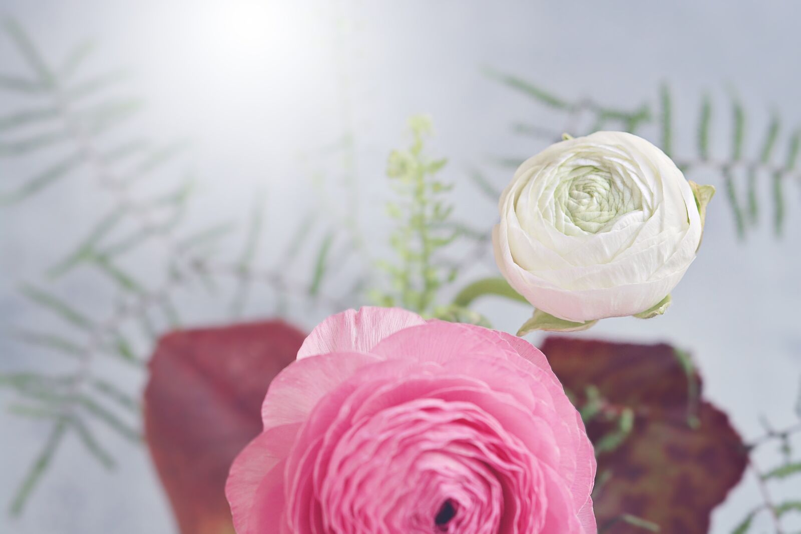 Nikon D7100 sample photo. Flower, ranunculus, flowers photography