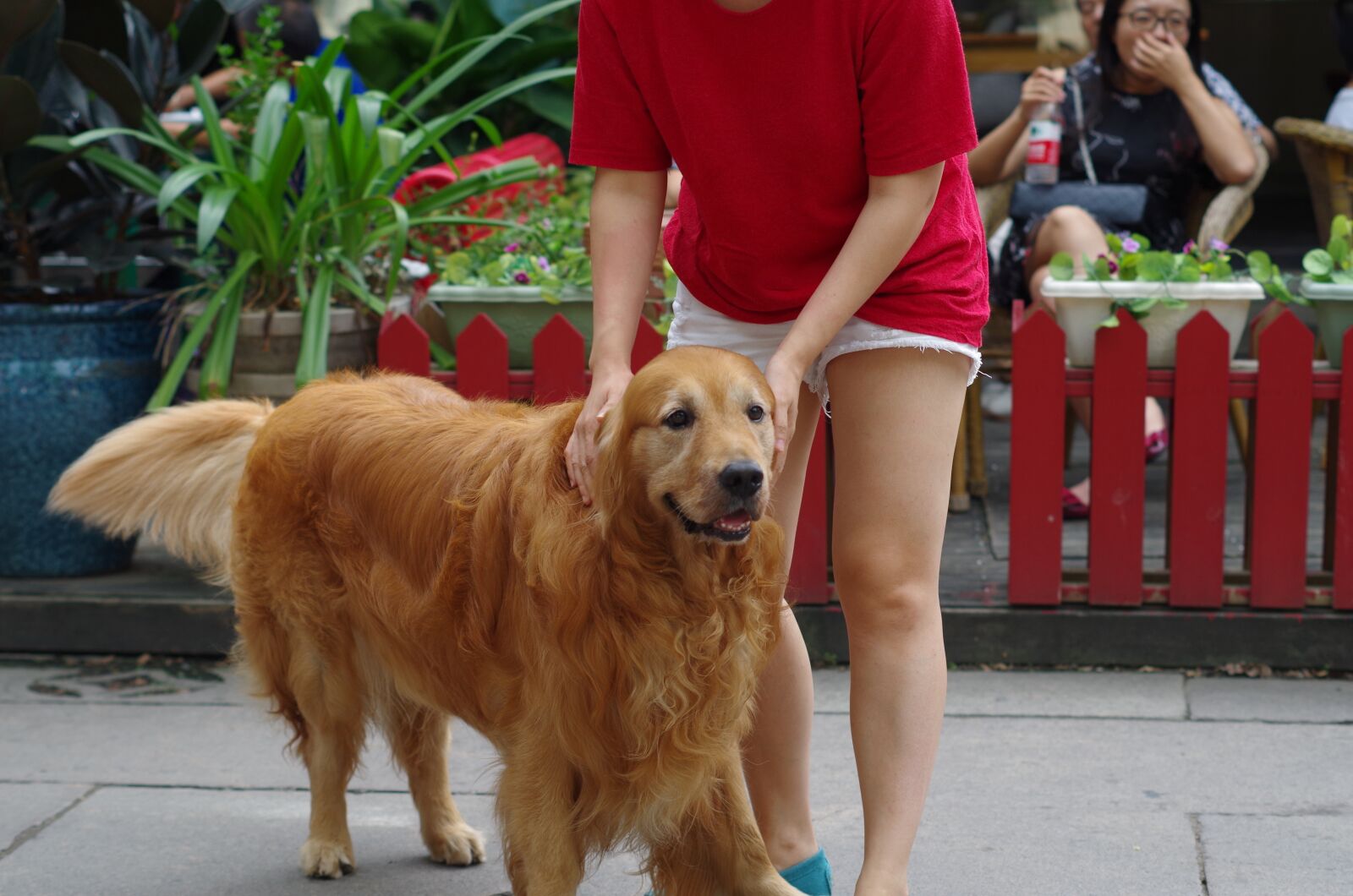 Pentax K-50 sample photo. Dog, large dogs, wetlands photography