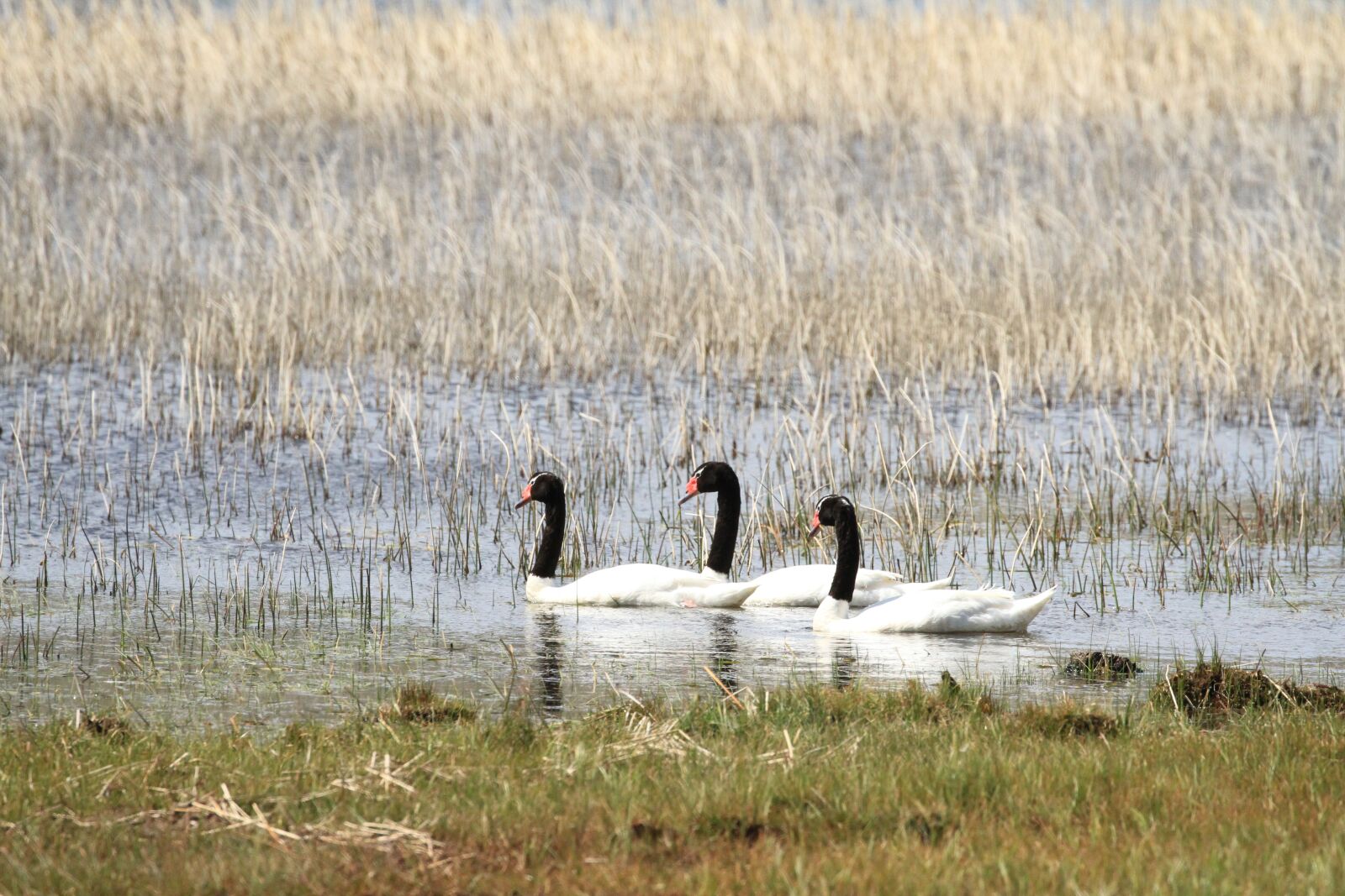 Canon EOS 7D + Canon EF 100-400mm F4.5-5.6L IS II USM sample photo. Lake, swans, waterfowl photography