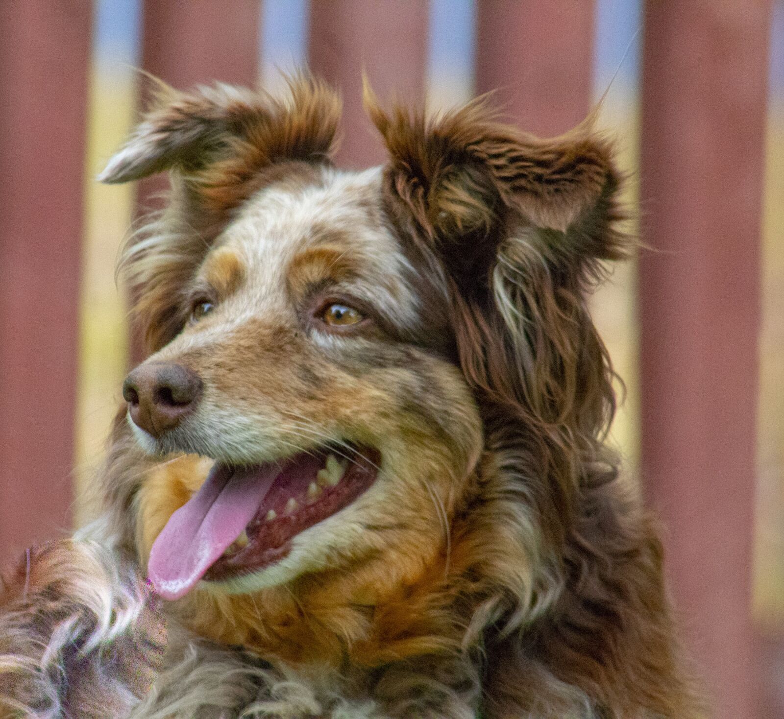 Canon EOS 1300D (EOS Rebel T6 / EOS Kiss X80) sample photo. Dog, puppy, animal photography