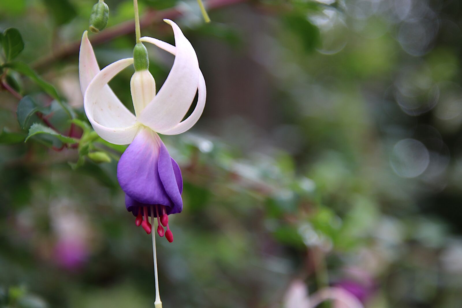 Canon EOS 800D (EOS Rebel T7i / EOS Kiss X9i) sample photo. Fuchsias, flowers, purple and photography