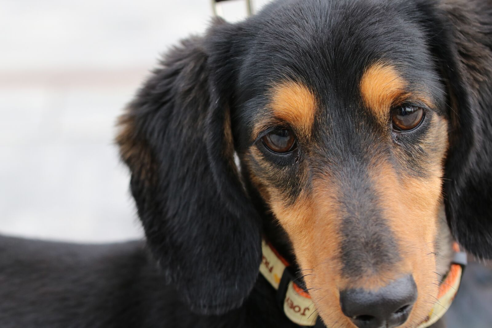Canon EOS 750D (EOS Rebel T6i / EOS Kiss X8i) sample photo. Dog, puppy, pet photography