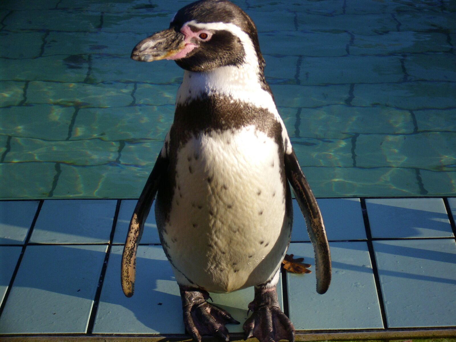 PENTACON DCZ 10.4 sample photo. Penguin, animal, zoo photography