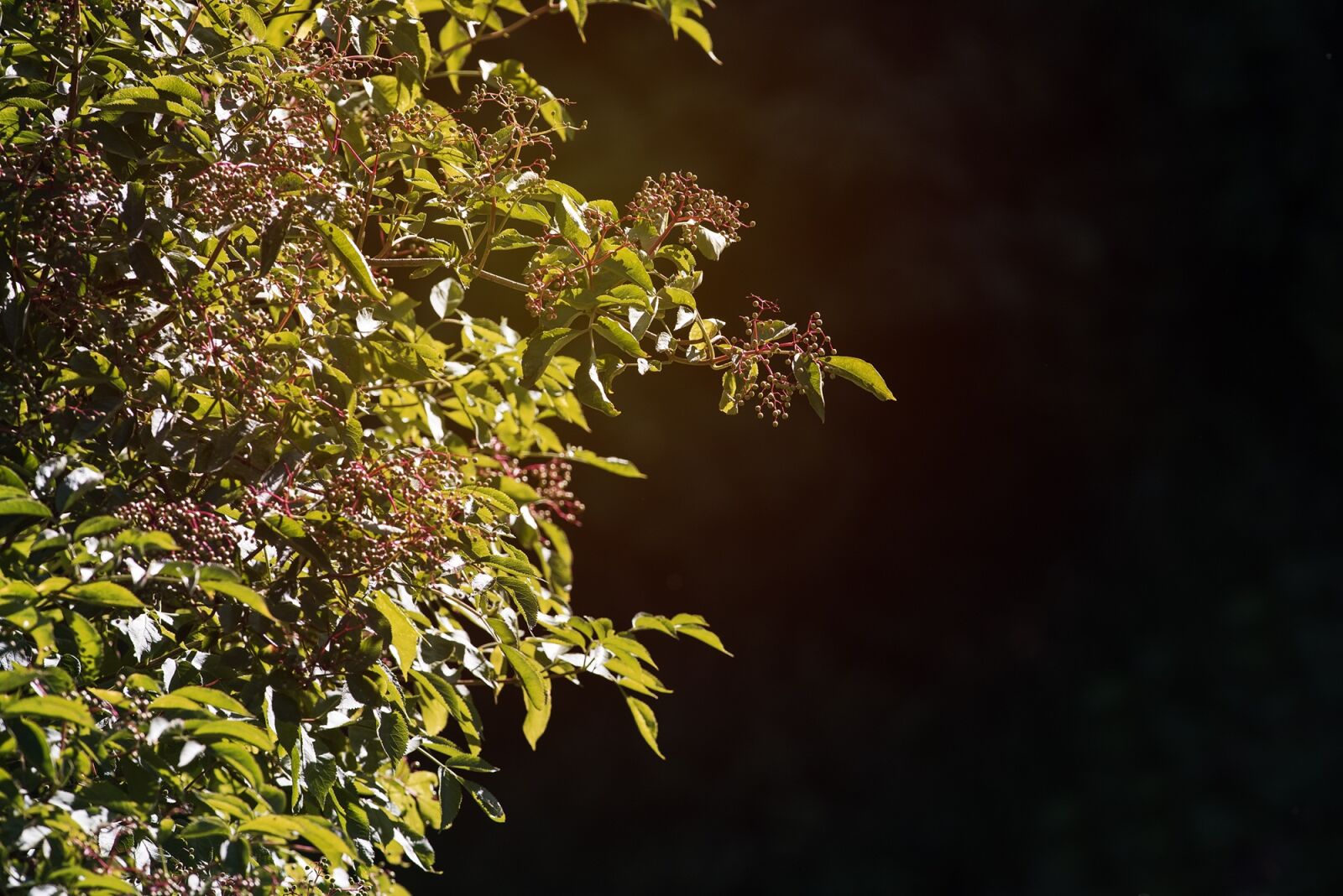 Nikon D750 sample photo. Elder, holler, holder bush photography