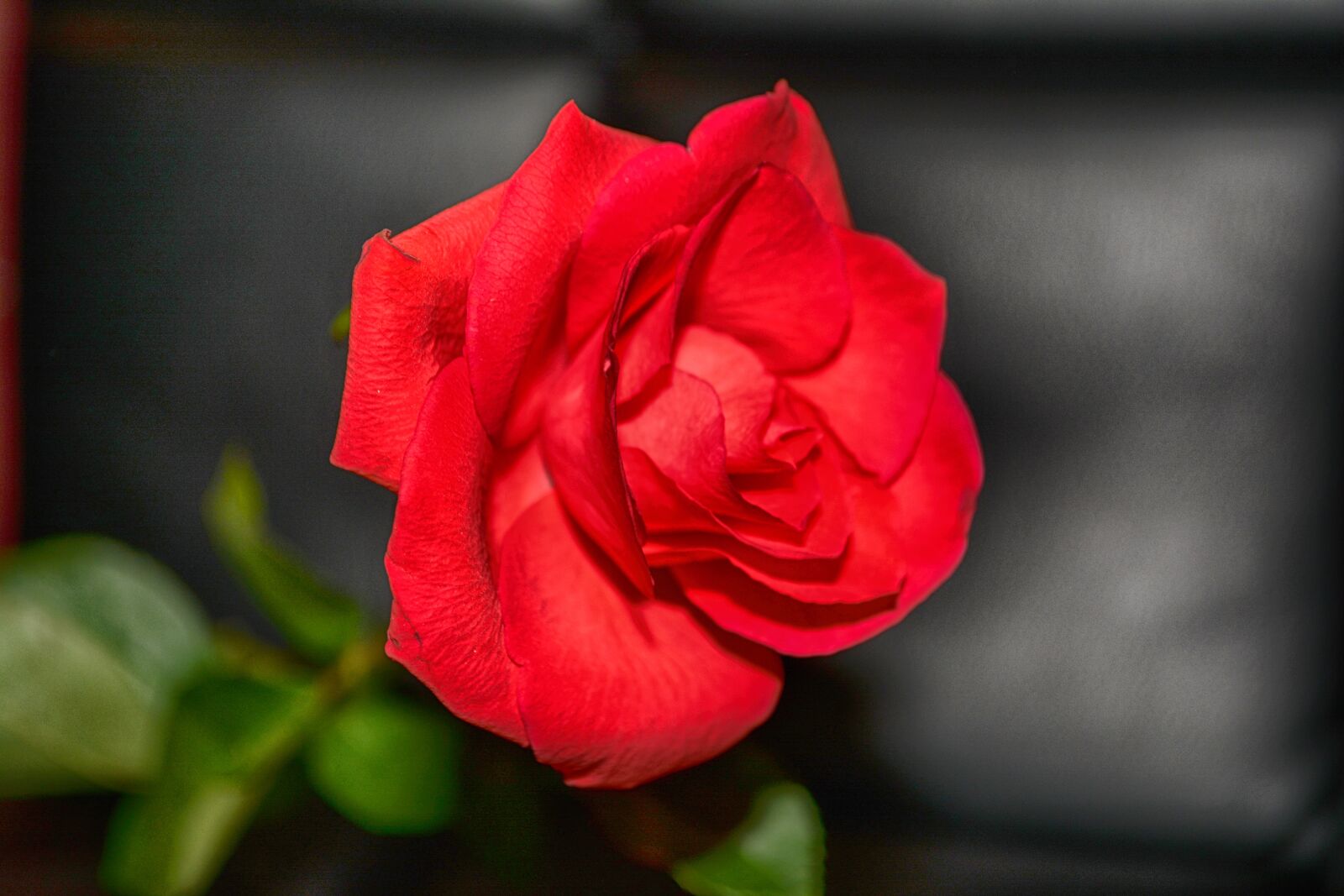 Nikon D5200 sample photo. Rose, red rose, close photography