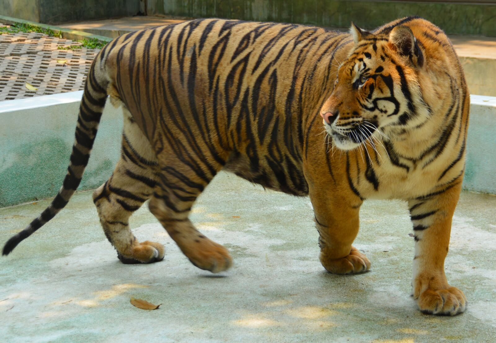 Nikon D5200 sample photo. Tiger, animal, nature photography