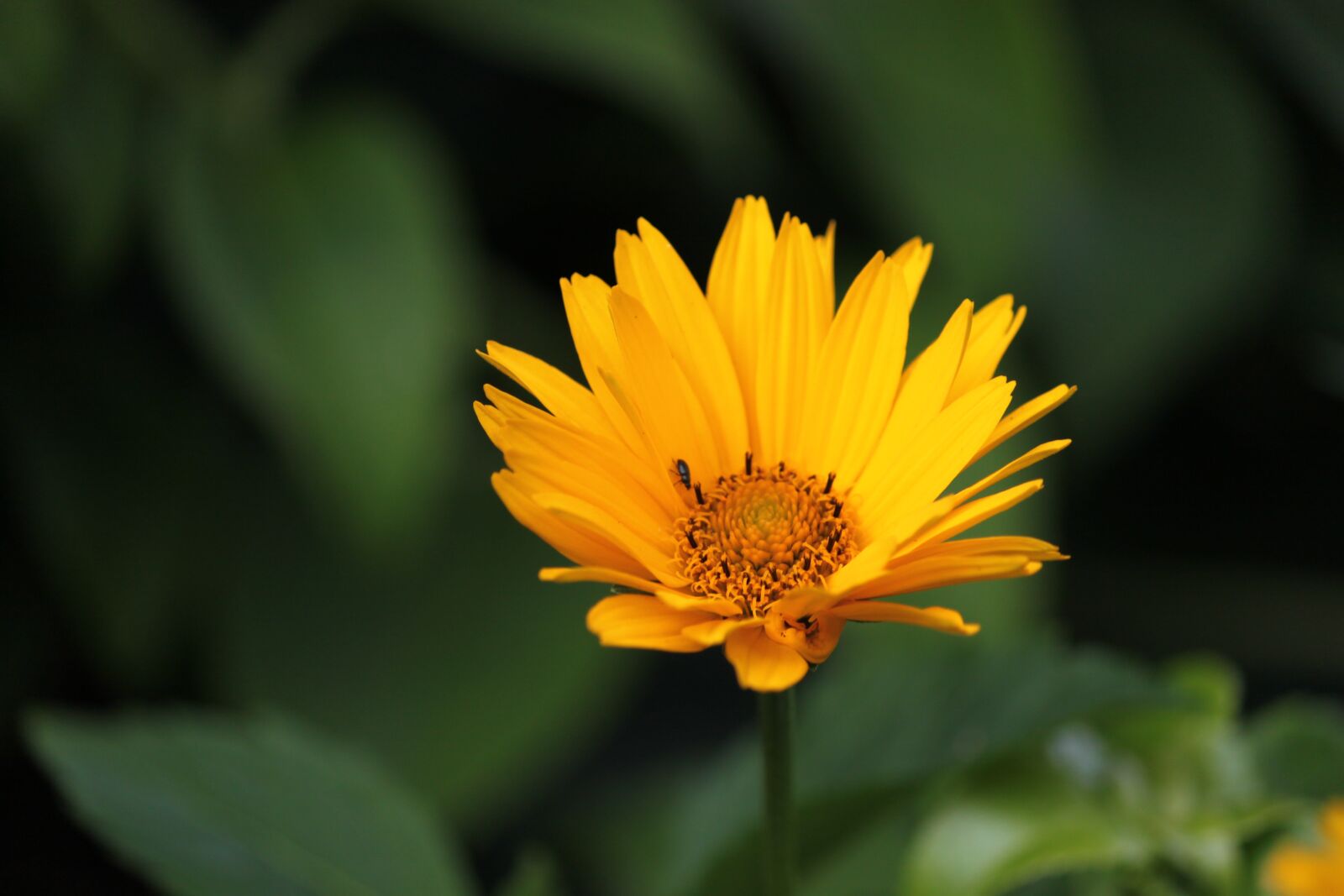 Canon EOS 500D (EOS Rebel T1i / EOS Kiss X3) sample photo. Flower, blossom, bloom photography