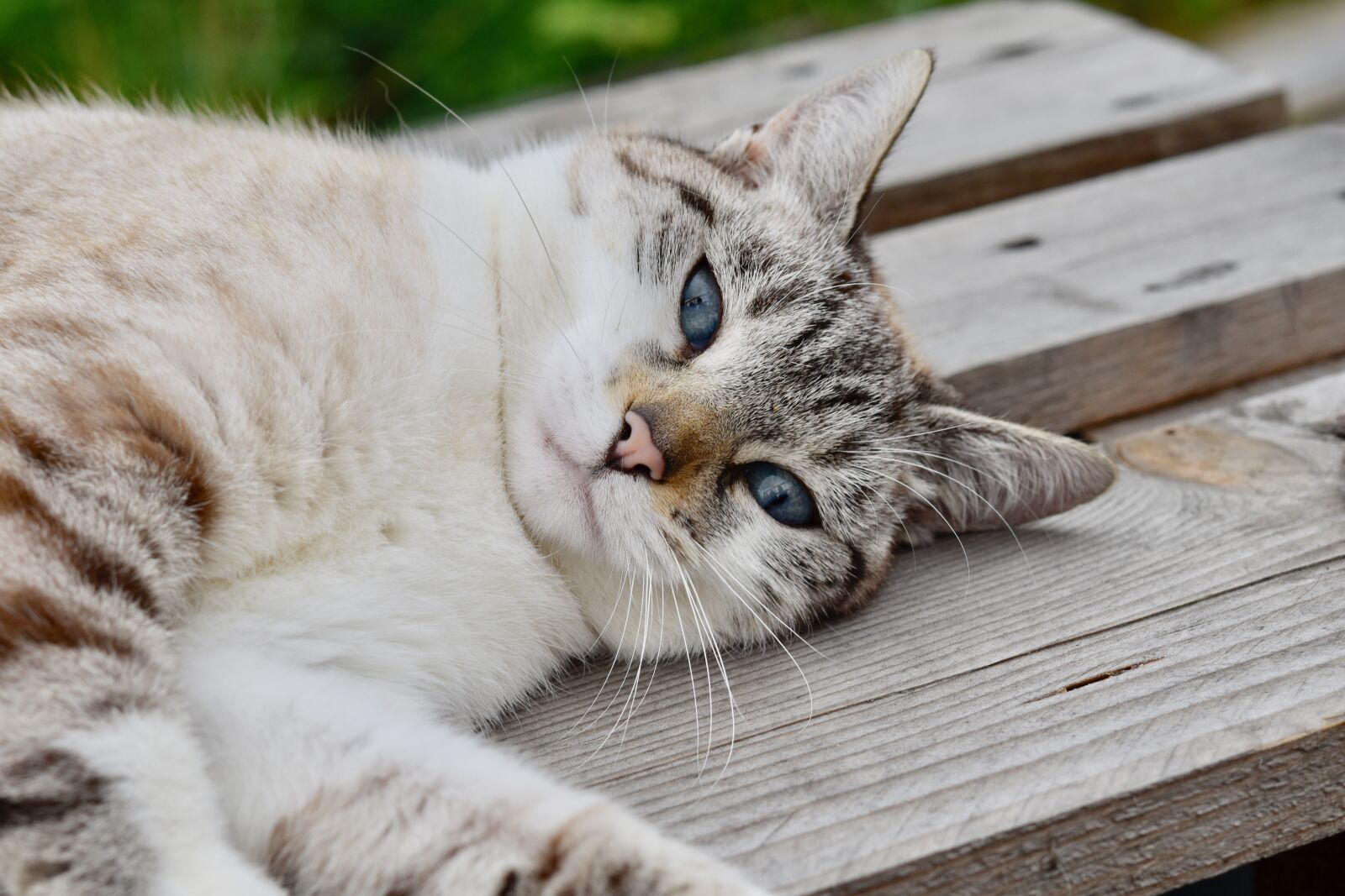 Nikon D5600 sample photo. Cat, feline, animal photography