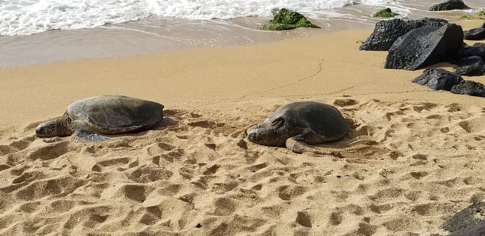 Samsung Galaxy S8+ sample photo. Sea turtle, maui, beach photography