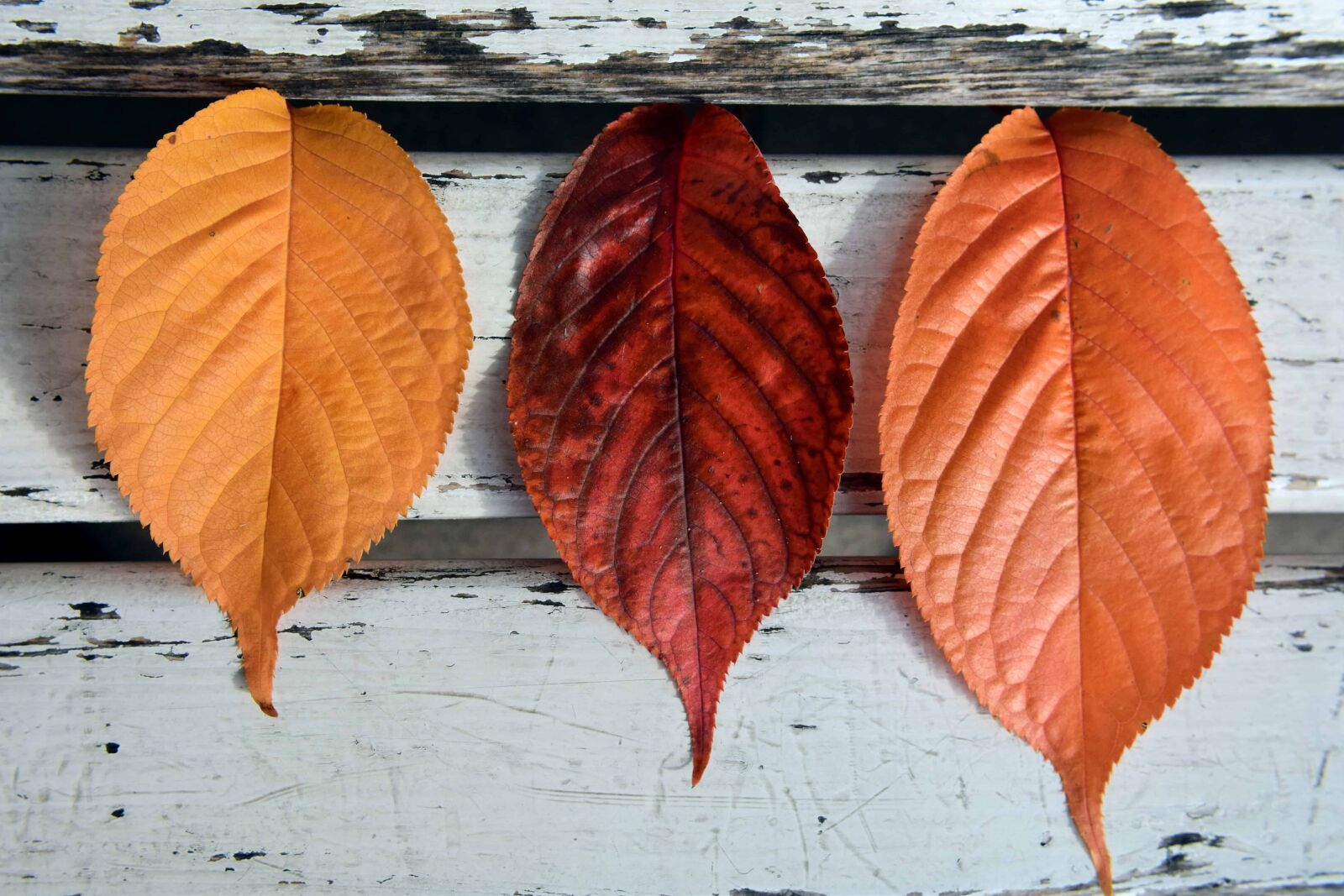Nikon D3300 sample photo. Flora, brown leaf, nature photography