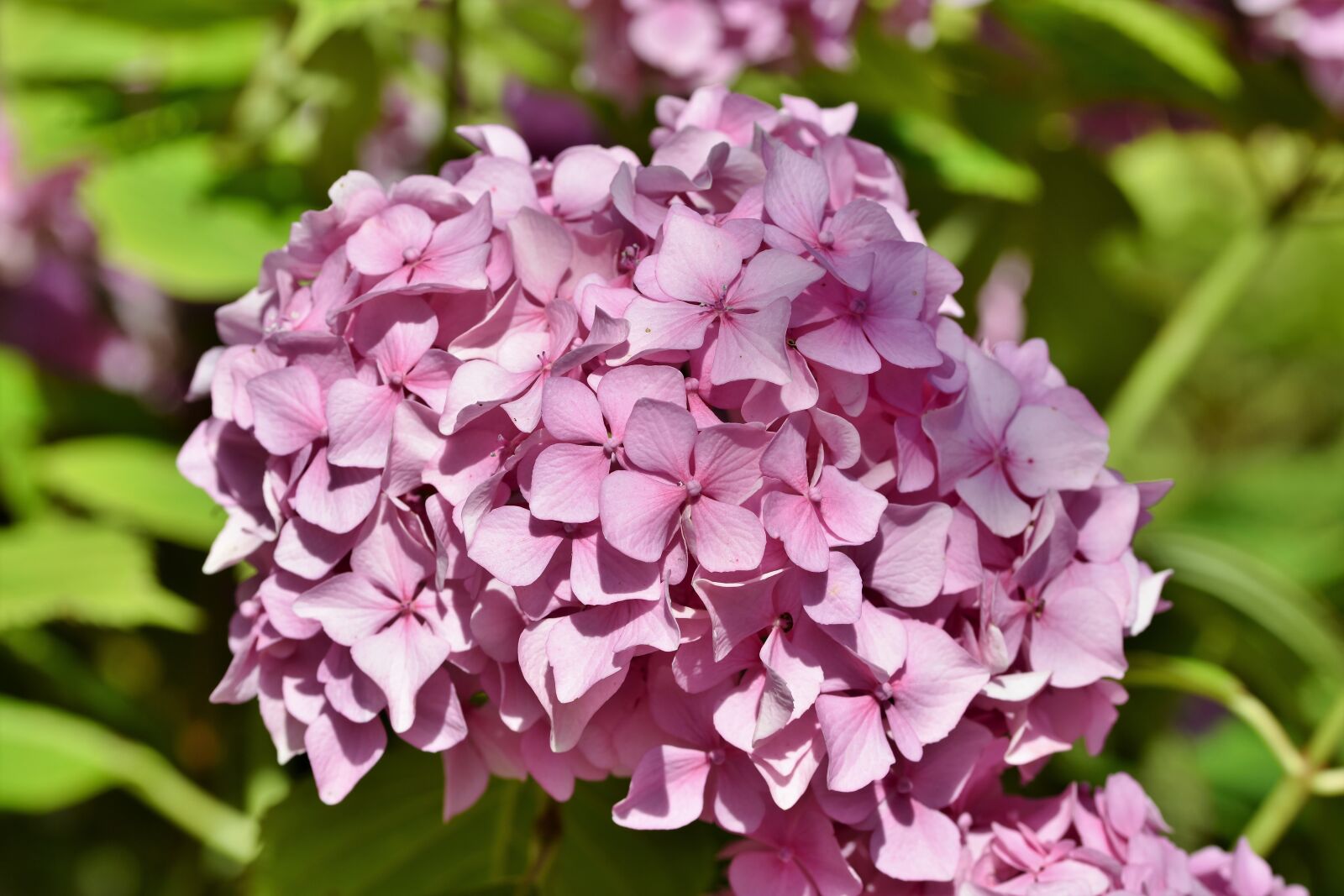 Nikon D7200 sample photo. Hydrangea, hydrangea flower, greenhouse photography
