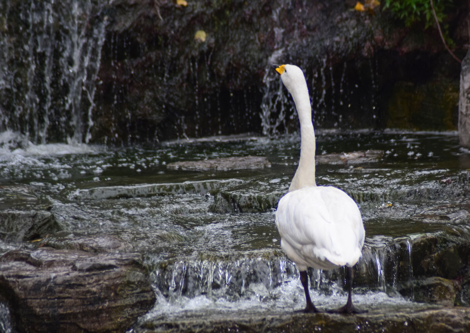 Nikon D5300 sample photo