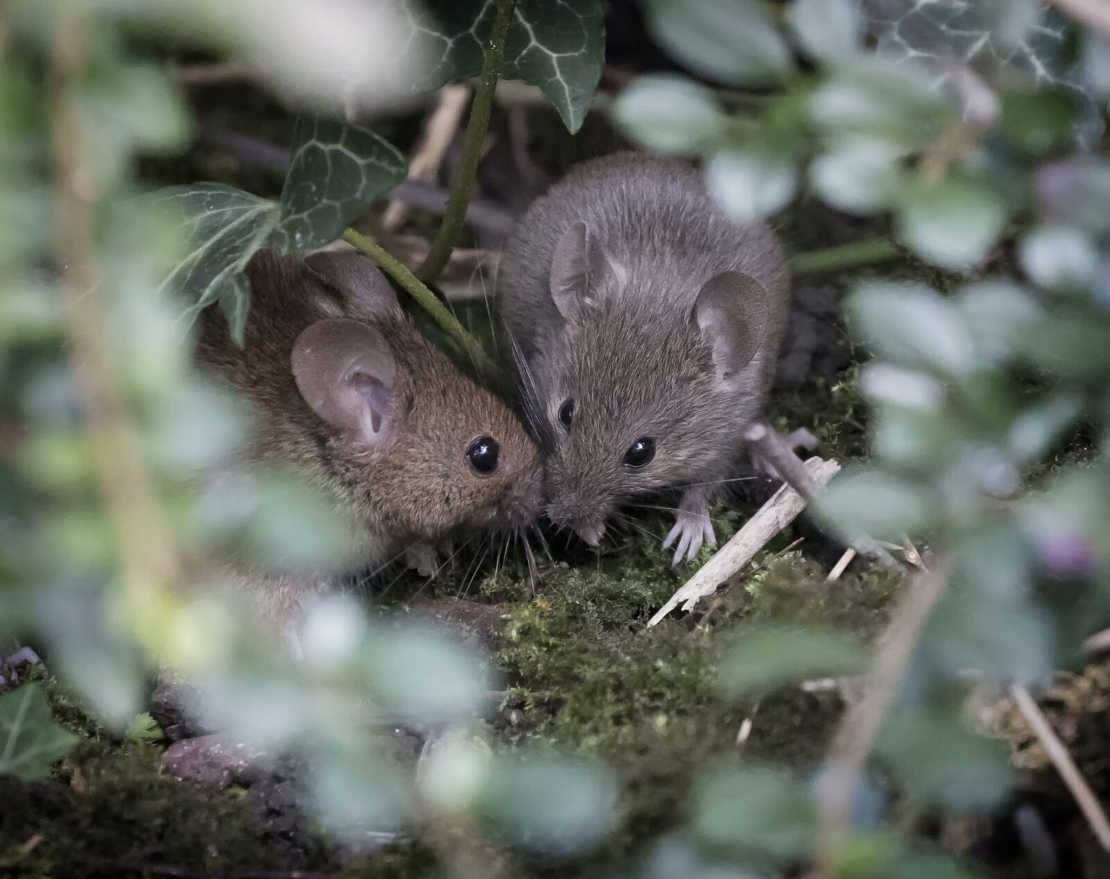 Canon EOS 5D Mark IV + Canon EF 100-400mm F4.5-5.6L IS II USM sample photo. Wood mouse, nature, rodent photography