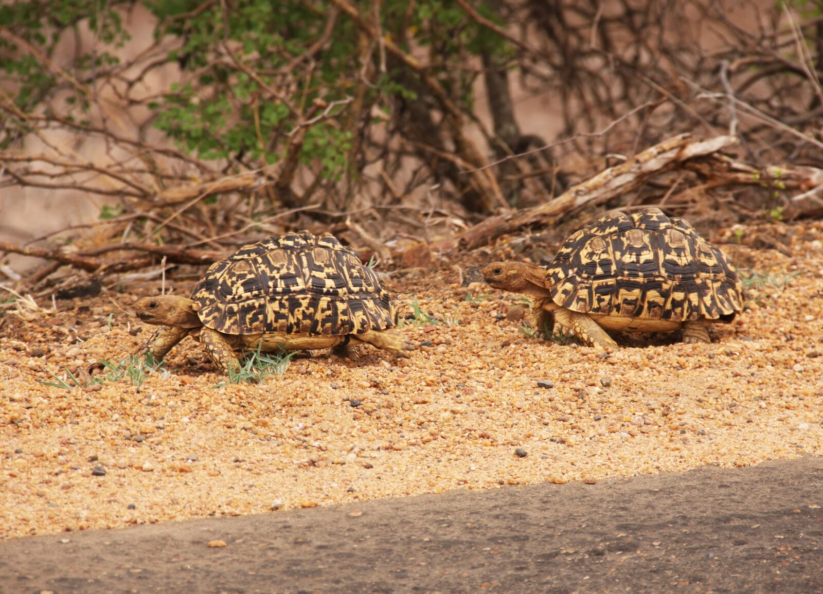 Canon EOS 50D sample photo. Reptile, nature, animal photography