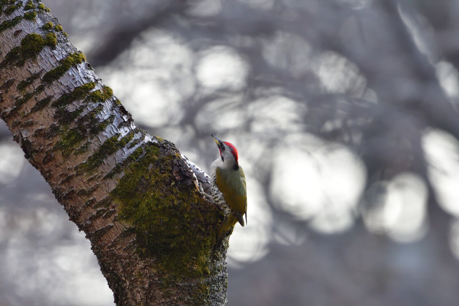 Nikon D500 sample photo. Natural, winter, outdoors photography
