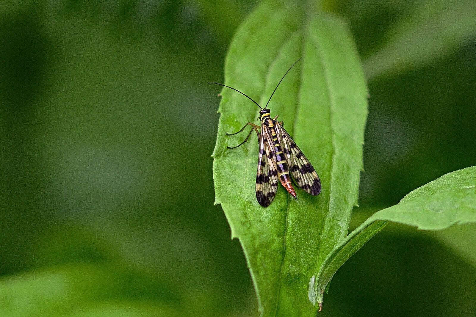 Nikon D5200 sample photo. Nature, communis, female photography