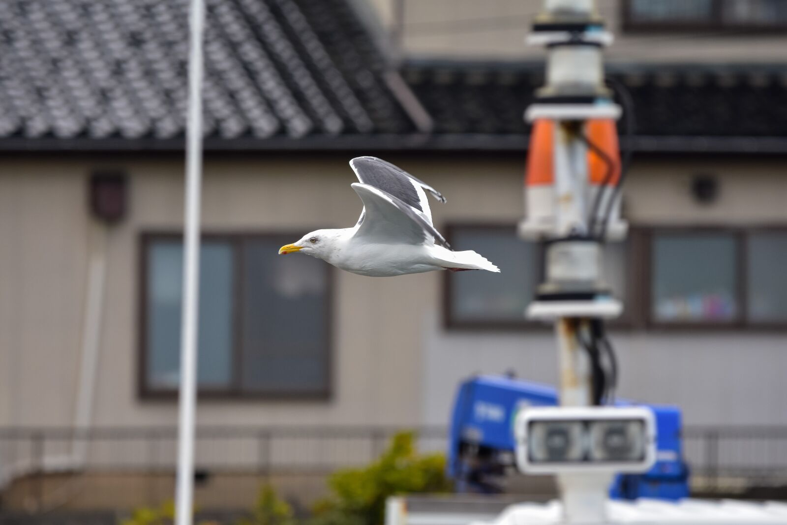 Nikon D7200 sample photo. Animal, port, ship photography