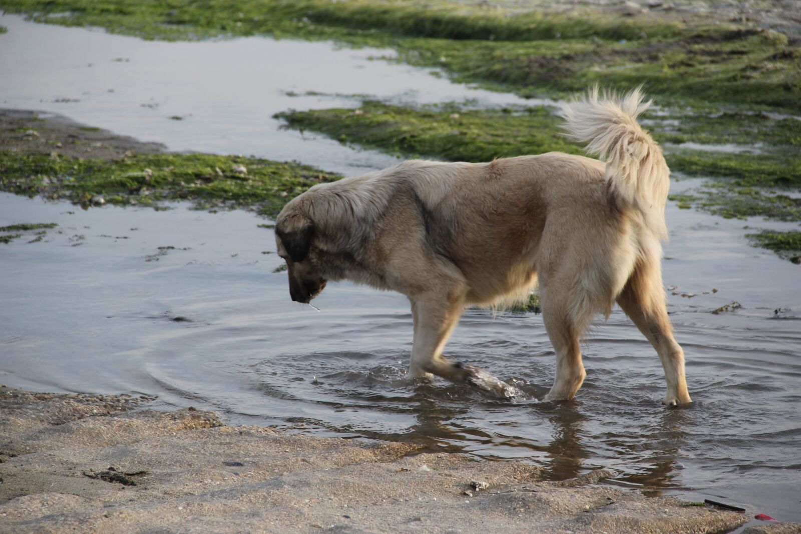 Canon EOS 550D (EOS Rebel T2i / EOS Kiss X4) sample photo. Dog, animal, marine photography