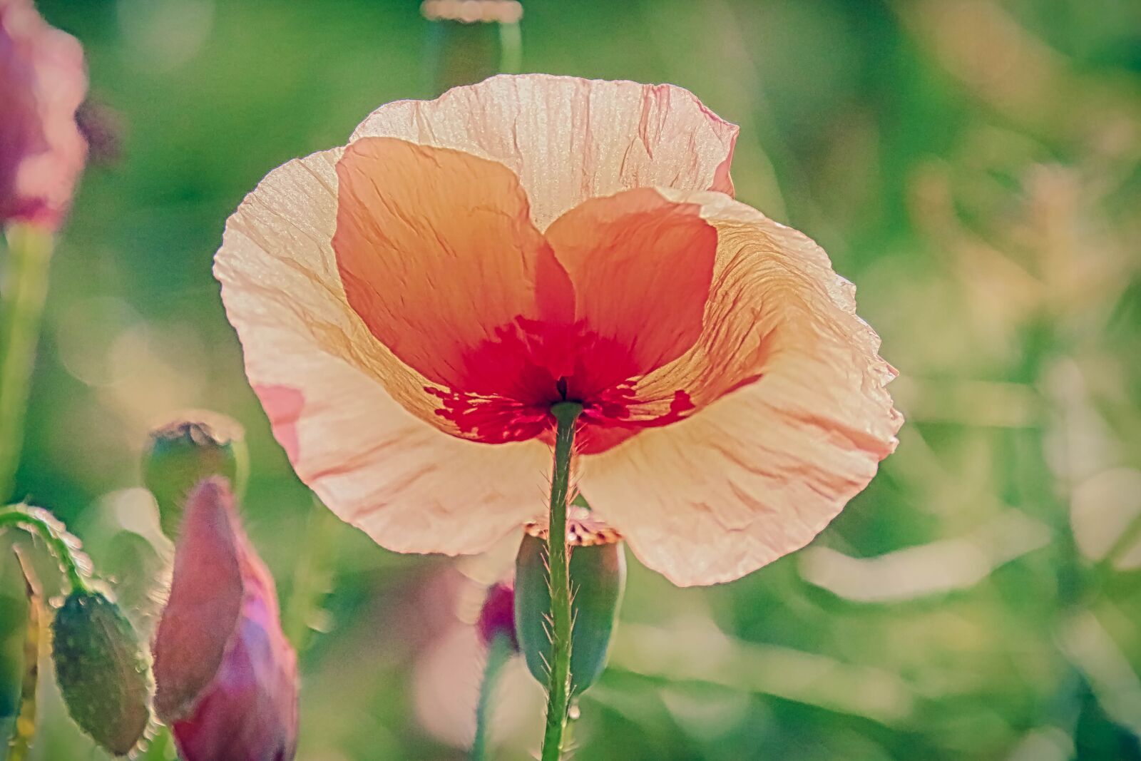 Canon EOS 70D + Tamron 16-300mm F3.5-6.3 Di II VC PZD Macro sample photo. Poppy, against the light photography