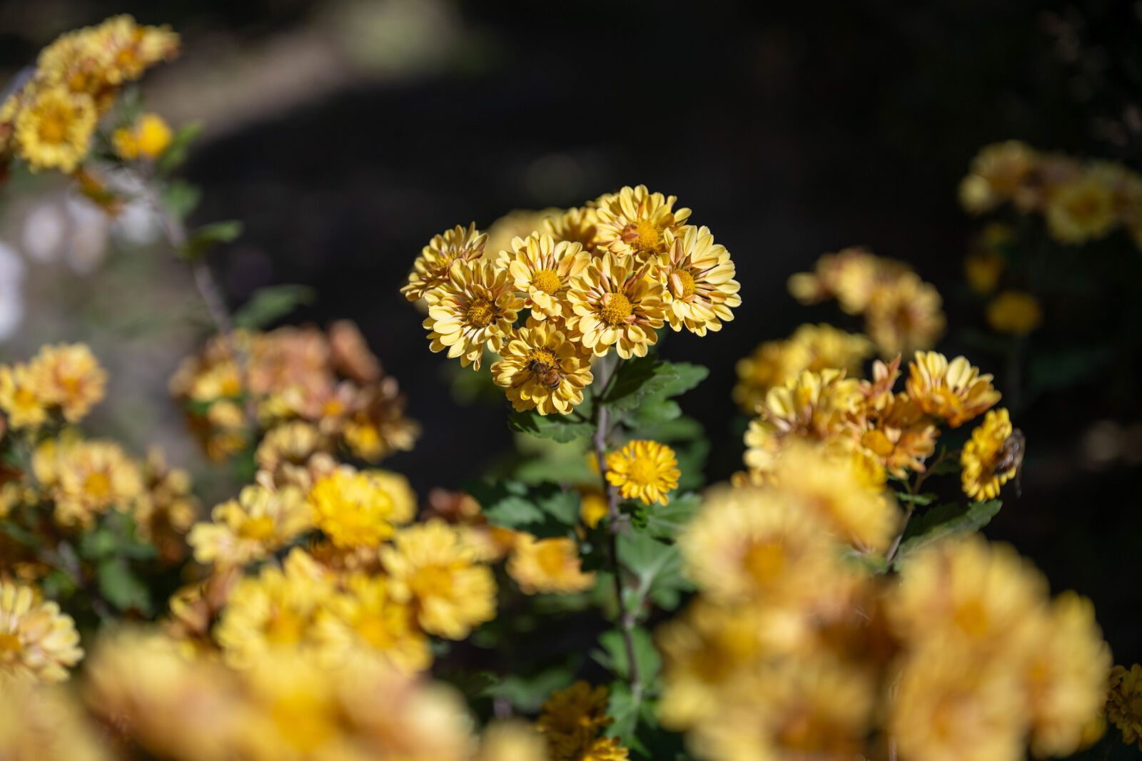 Nikon Nikkor Z 24-70mm F2.8 S sample photo