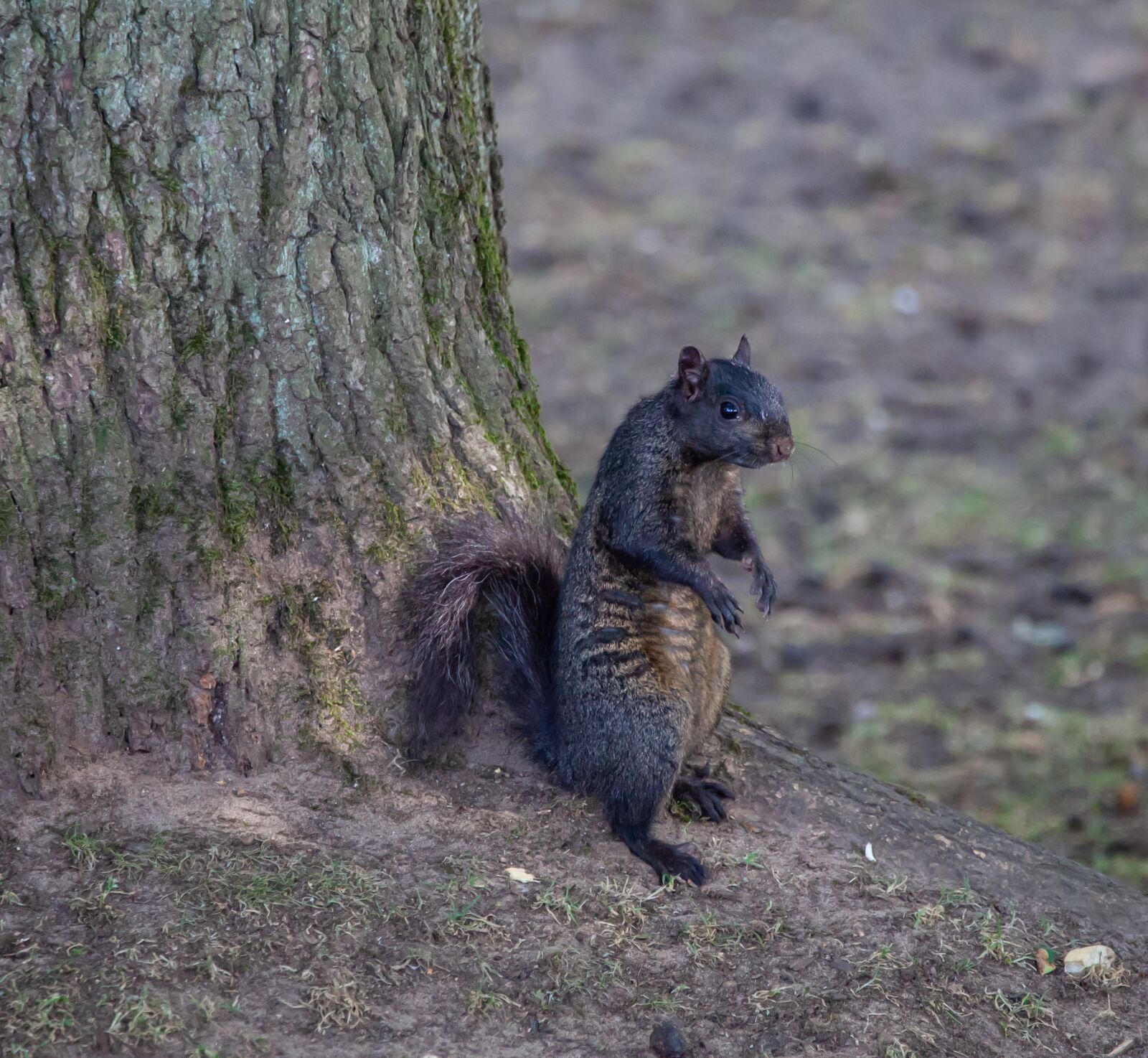 150-600mm F5-6.3 DG OS HSM | Contemporary 015 sample photo. Black squirrel, resting, squirrel photography