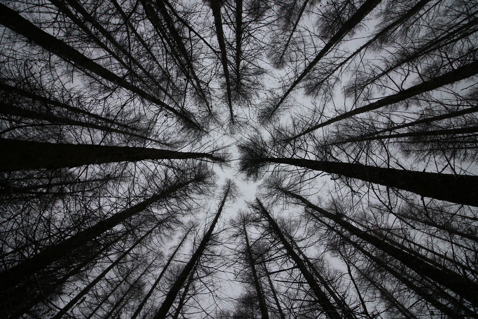 Canon EOS 70D sample photo. Trees, sky, look up photography