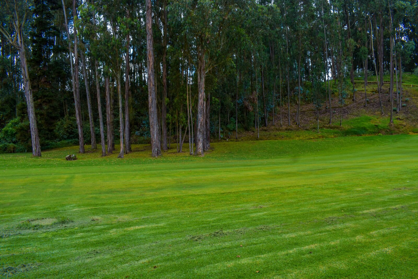 Nikon D3400 sample photo. Plain, lawn, green photography