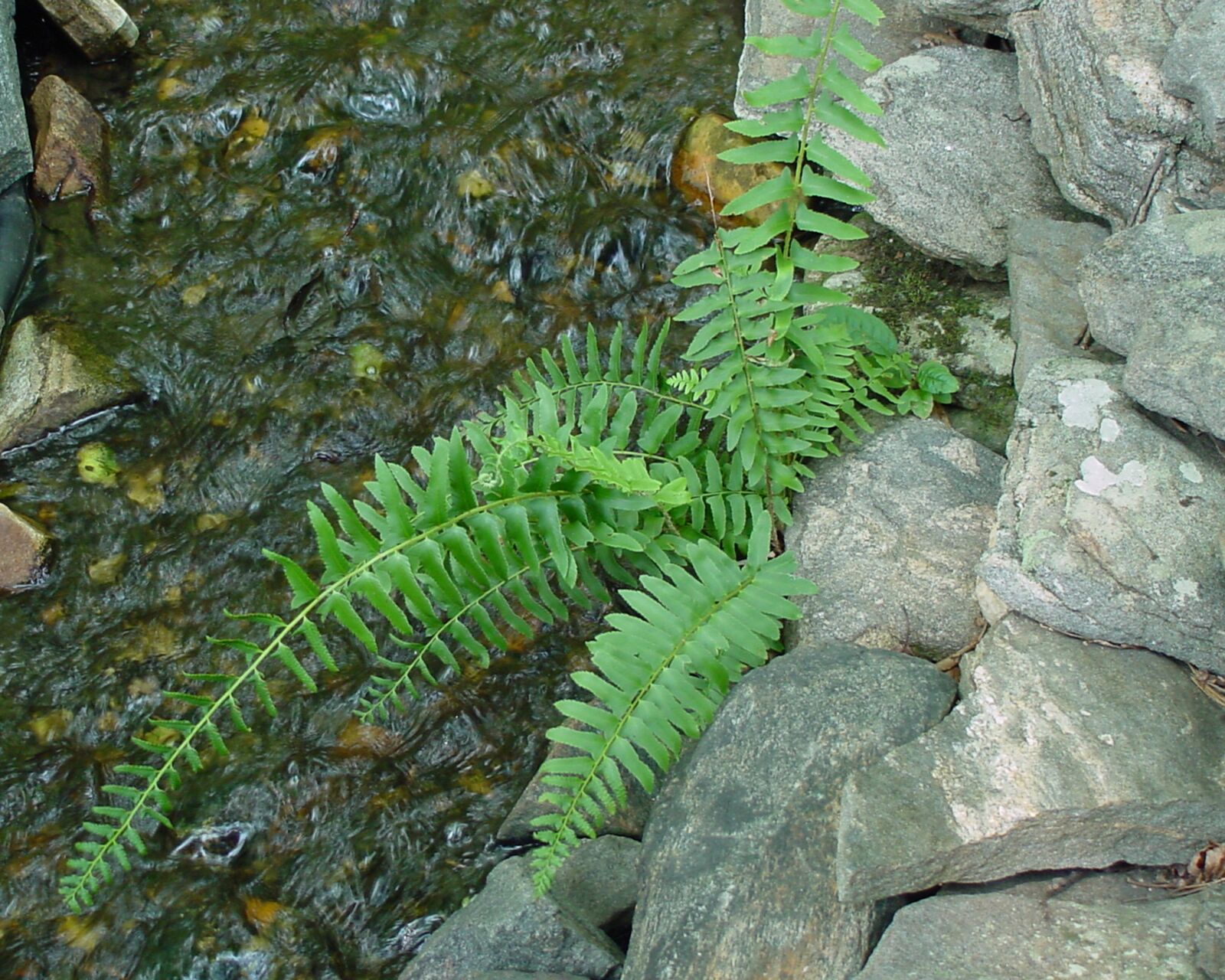 Sony MAVICA sample photo. Fern, rocks, brook photography