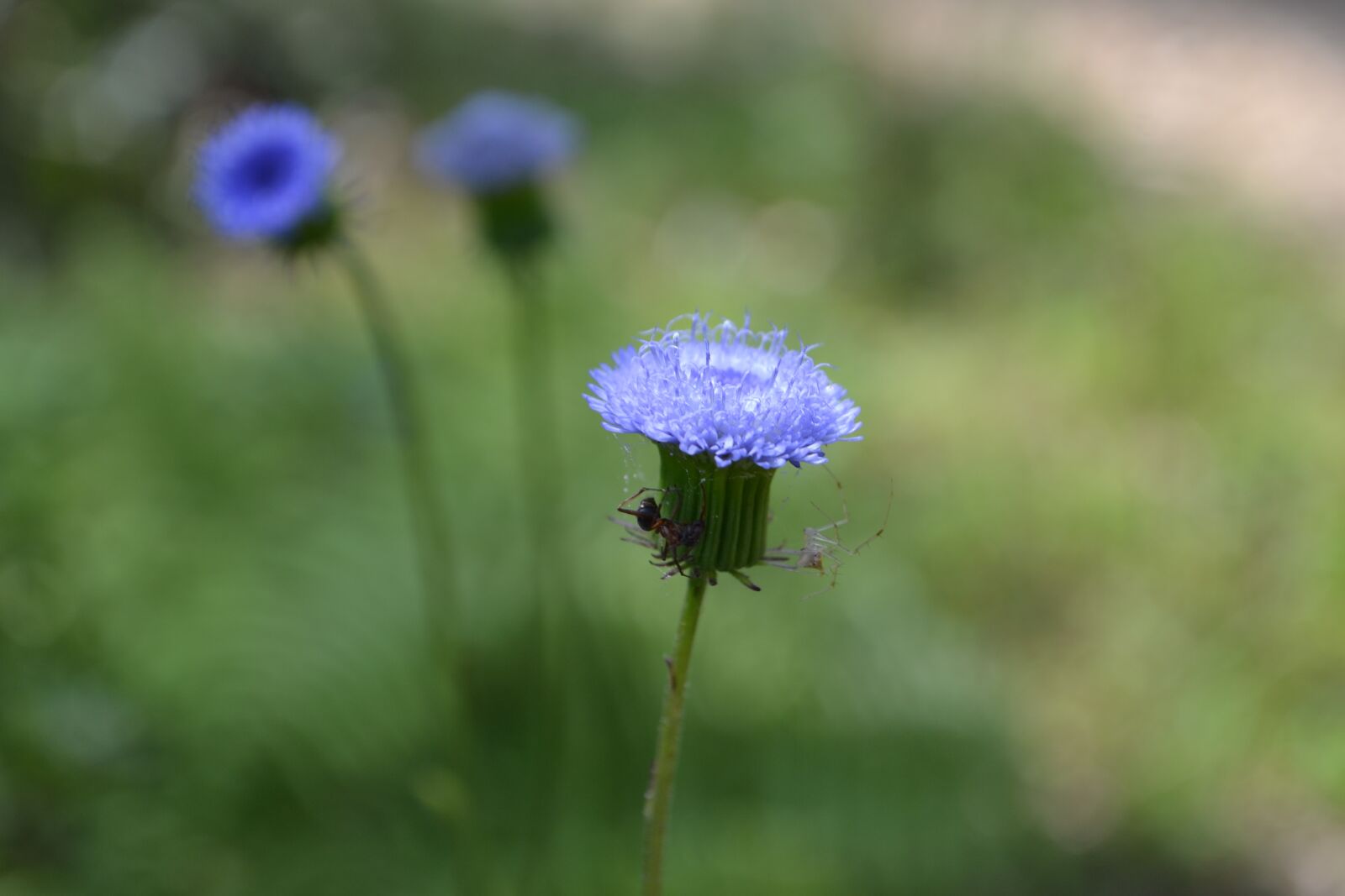 Nikon D3100 sample photo. Vietnam, flower, nice photography