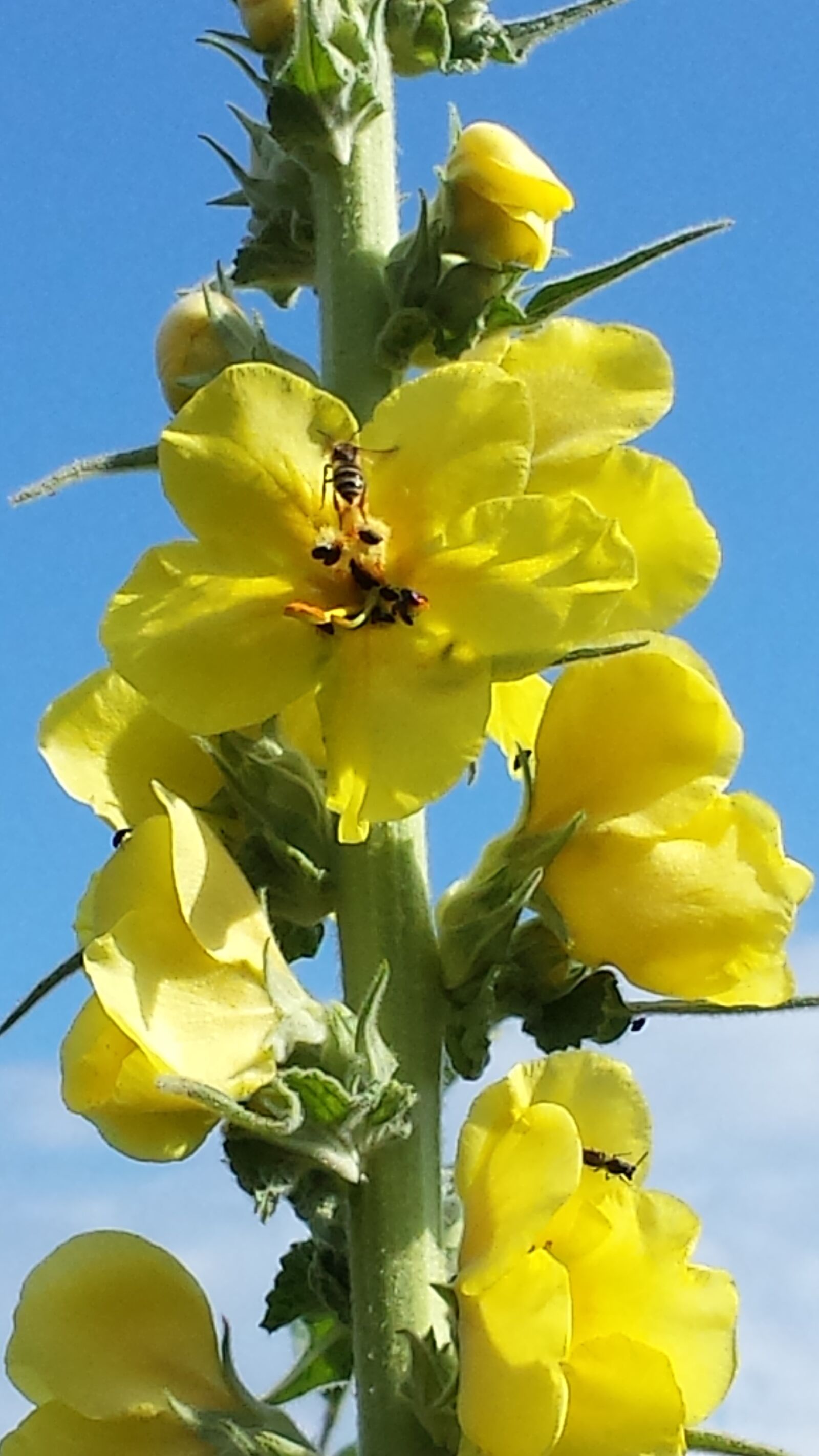 Samsung Galaxy S4 sample photo. Flowers, mullein, wild flower photography