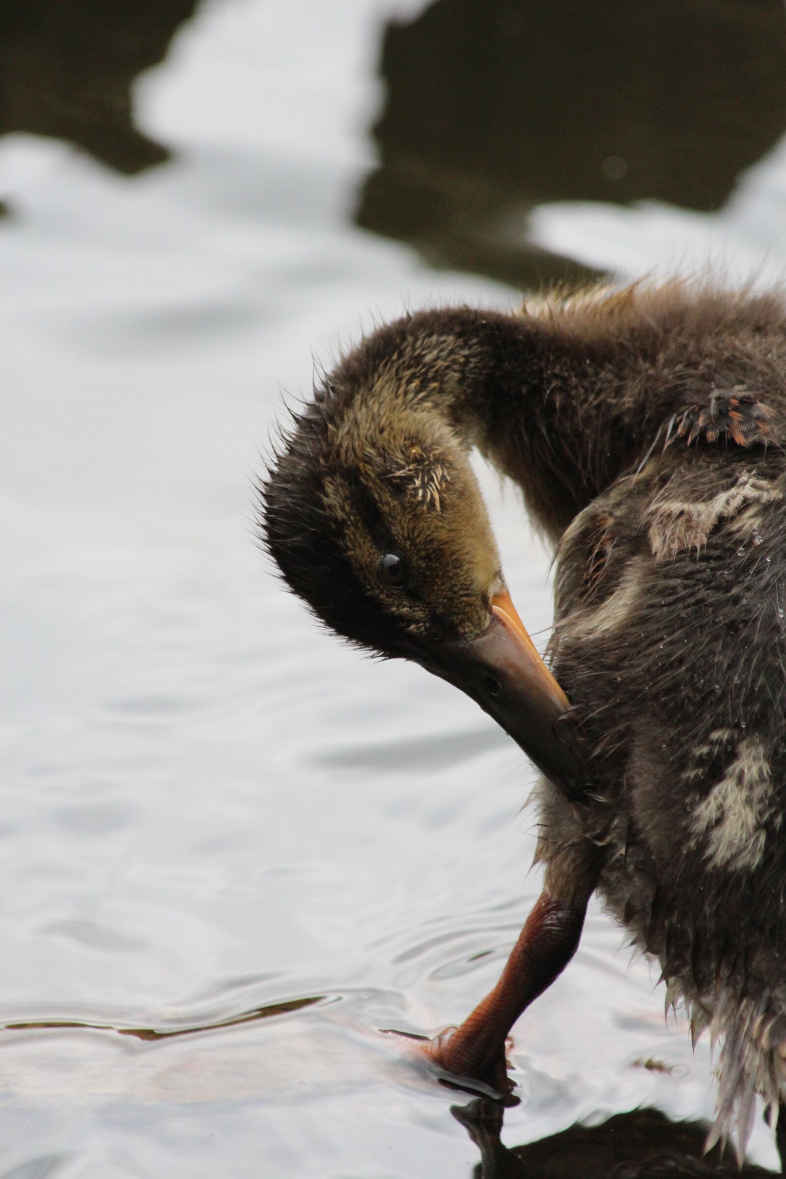 Canon EOS 650D (EOS Rebel T4i / EOS Kiss X6i) sample photo. Duckling, anas platyrhynchos, duck photography