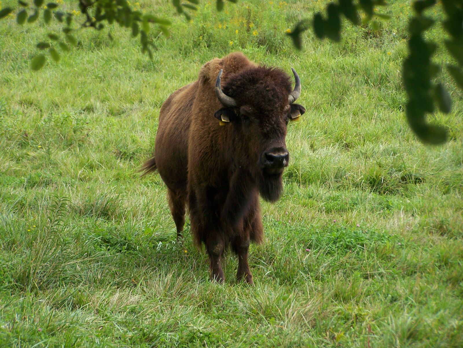 Kodak Z650 ZOOM DIGITAL CAMERA sample photo. Animal, bison photography