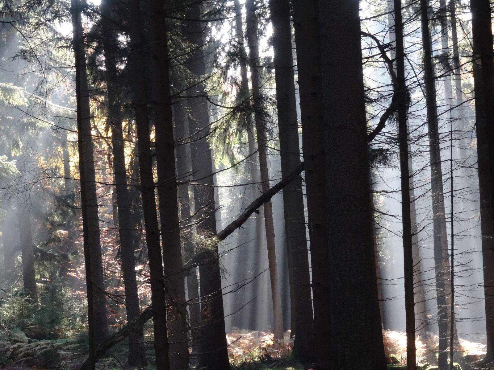 Sony Cyber-shot DSC-HX50V sample photo. Forest, fog, trees photography