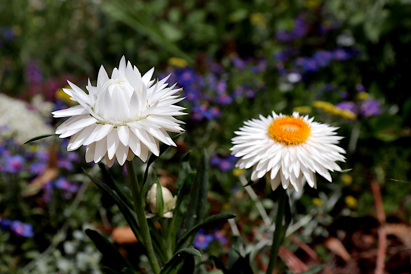 Canon EOS 800D (EOS Rebel T7i / EOS Kiss X9i) sample photo. Flower, garden, plant photography