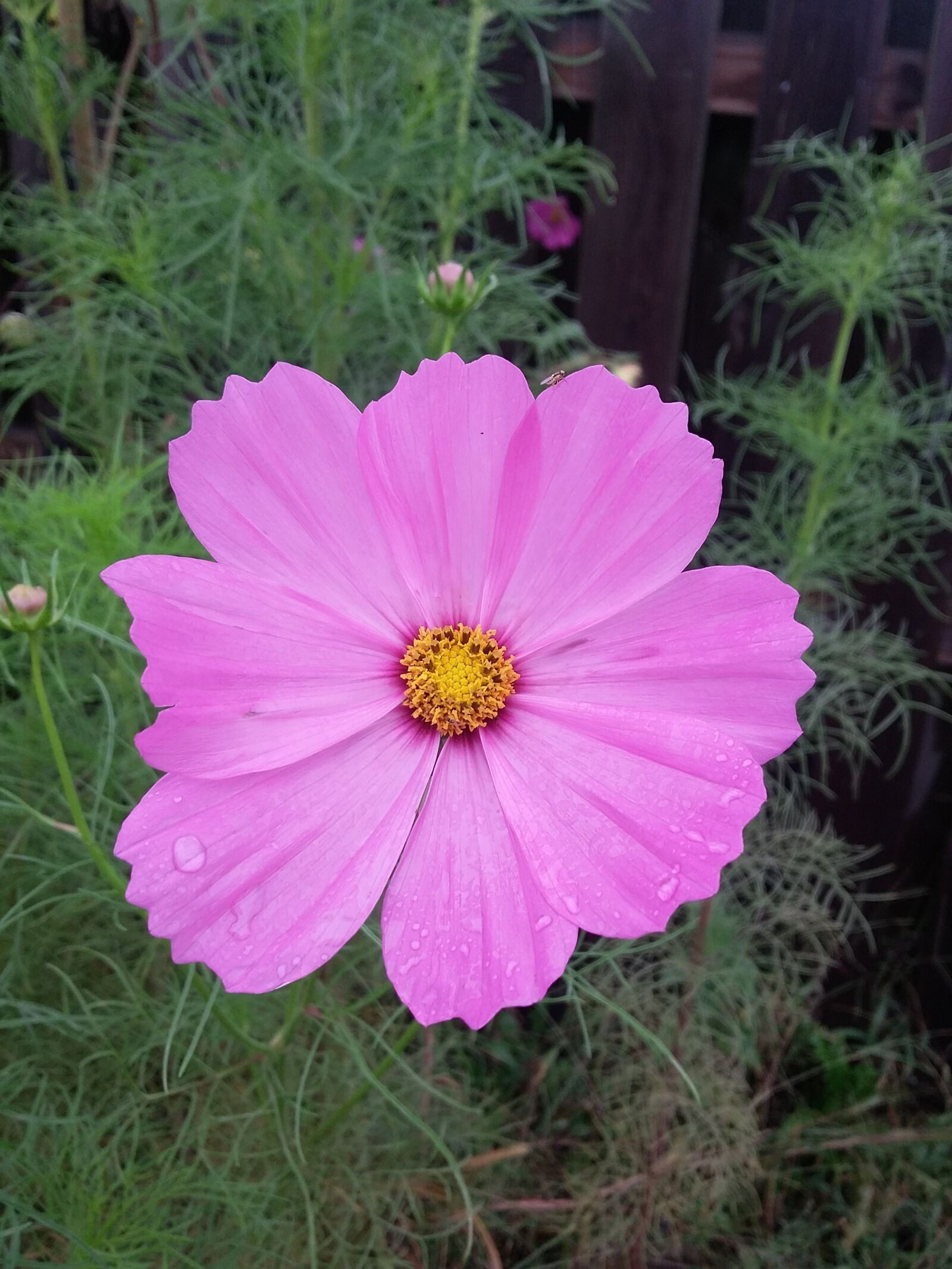 Samsung Galaxy Grand Prime sample photo. Pink, flower, nature photography