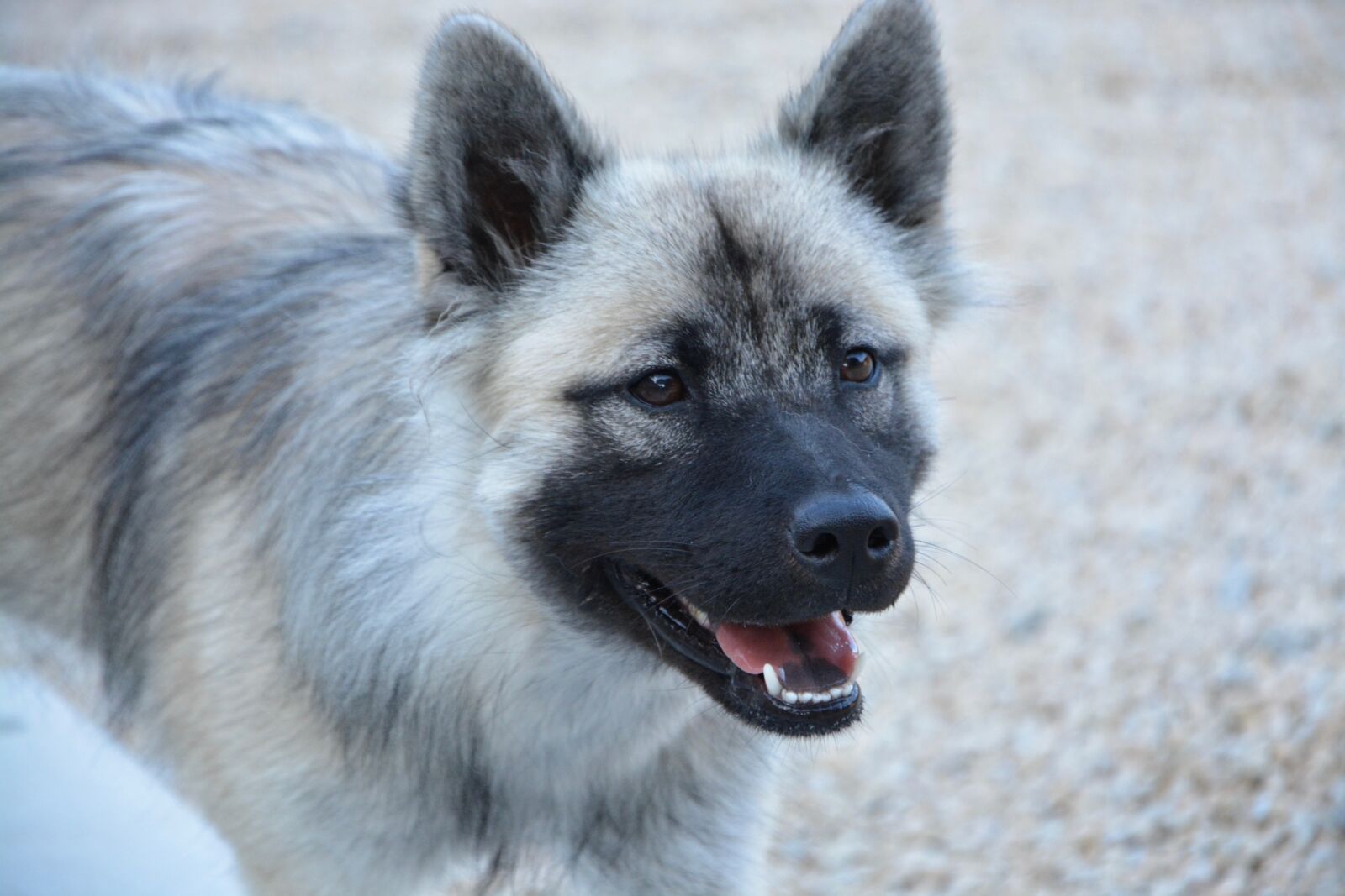 Nikon D5200 sample photo. Dog, bitch, dog eurasier photography