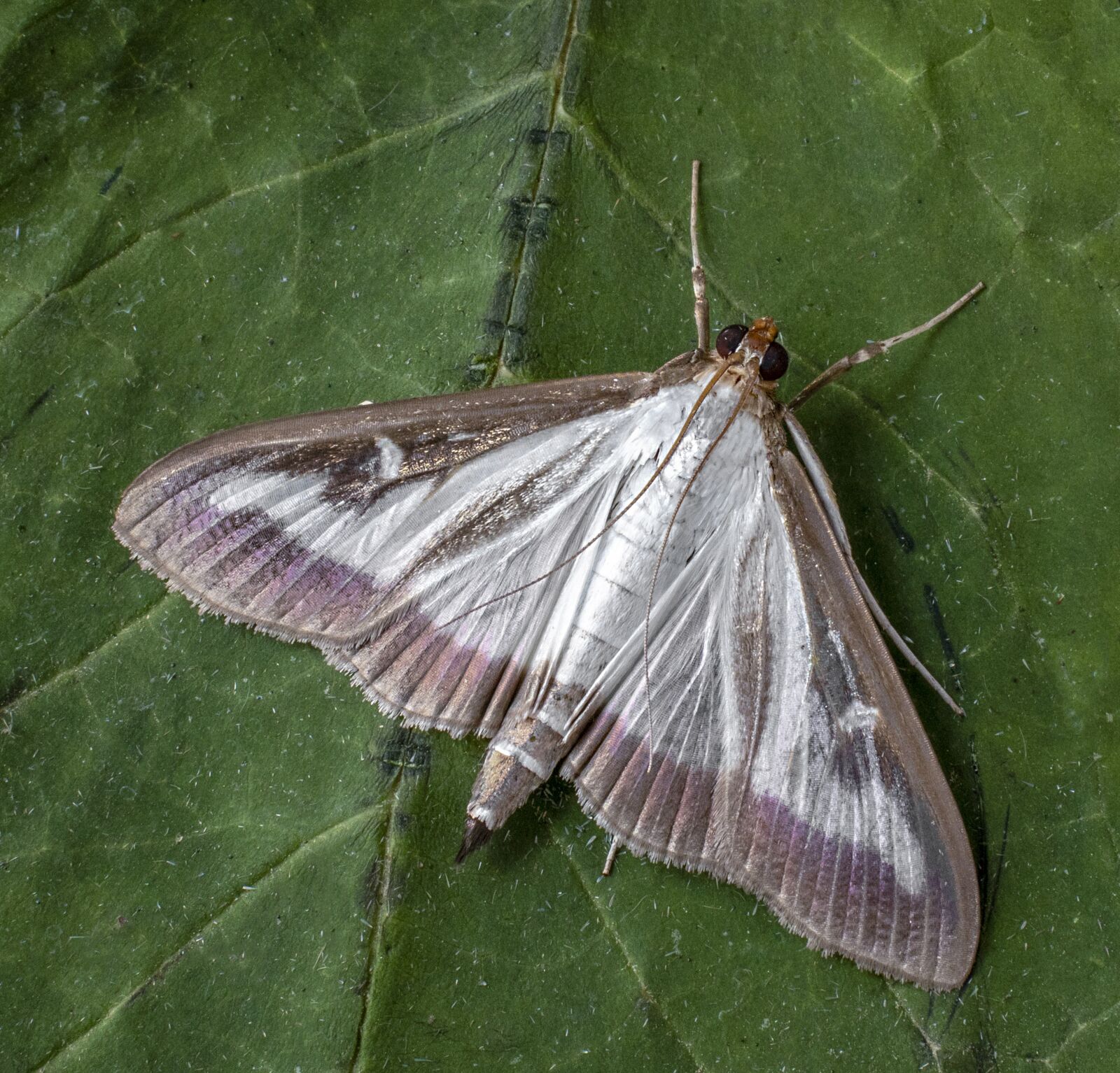Canon EOS 800D (EOS Rebel T7i / EOS Kiss X9i) sample photo. Box tree moth, insect photography