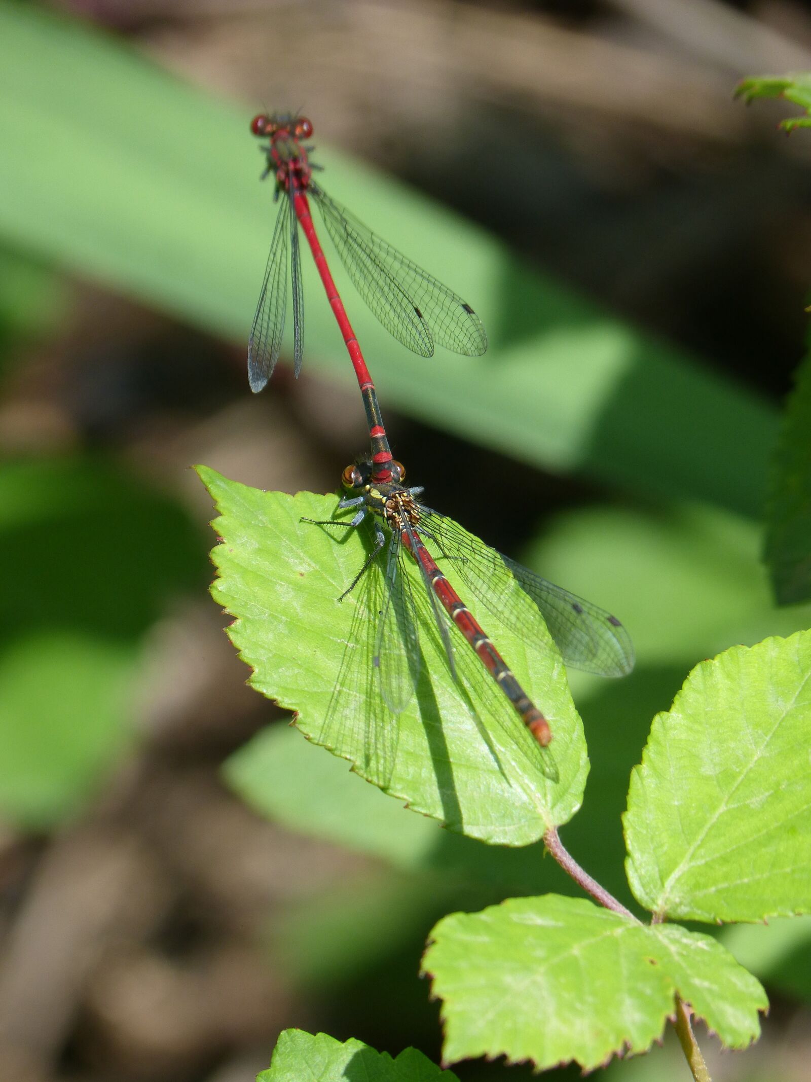 Panasonic DMC-FZ62 sample photo. Dragonfly, damselfly, couple photography