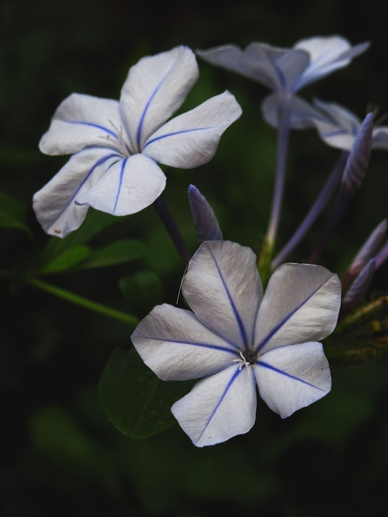 Sony DSC-HX60 sample photo. Plumbago, purple, flower photography