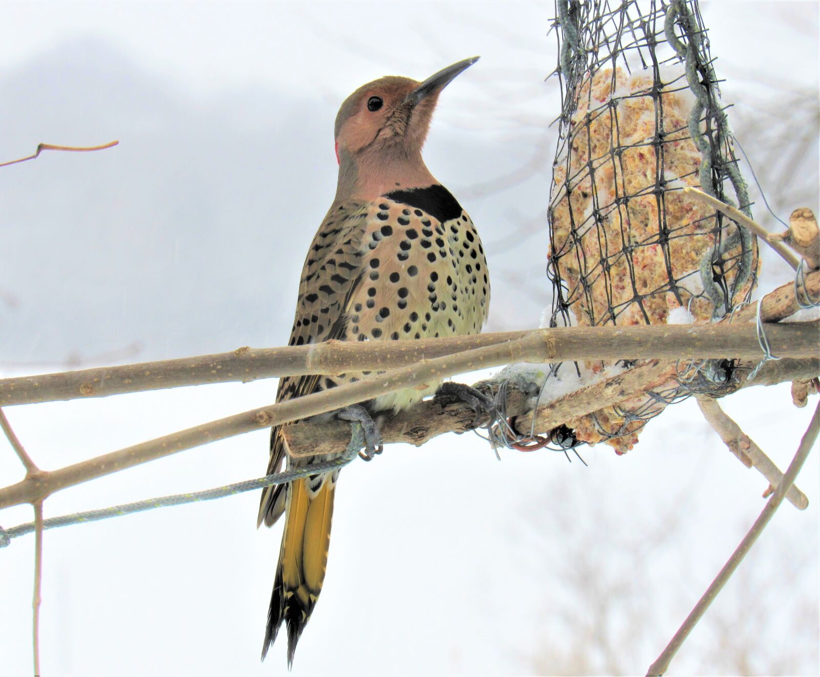 Canon PowerShot SX530 HS sample photo. Flicker woodpecker, woodpecker, eating photography